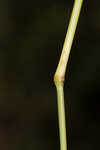 Saltmarsh fingergrass